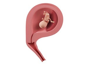 שבוע 12 להריון