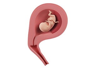 שבוע 13 להריון