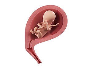 שבוע 18 להריון