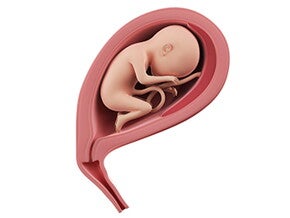 שבוע 21 להריון