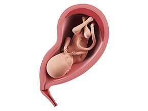 שבוע 29 להריון