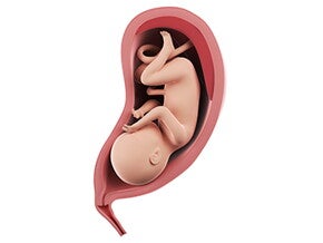 שבוע 33 להריון