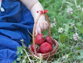 יד של פעוט עם סלסלת תותים