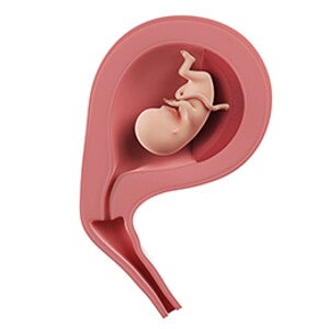 שבוע 13 להריון