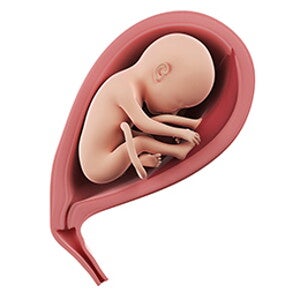 שבוע 25 להריון