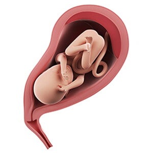 שבוע 26 להריון