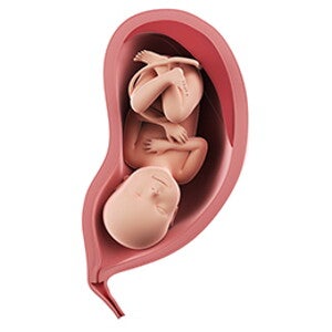 שבוע 37 להריון