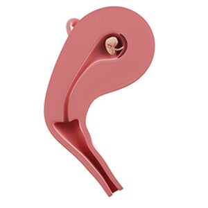 שבוע 8 להריון