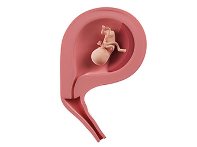 שבוע 12 להריון