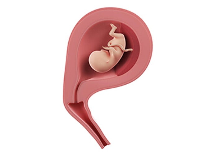 שבוע 13 להריון