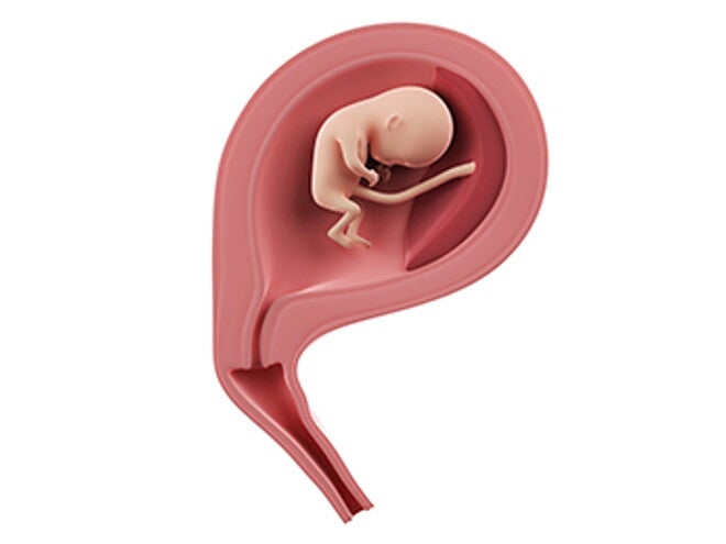 שבוע 14 להריון