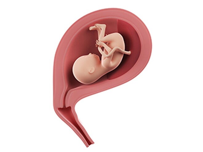 שבוע 17 להריון