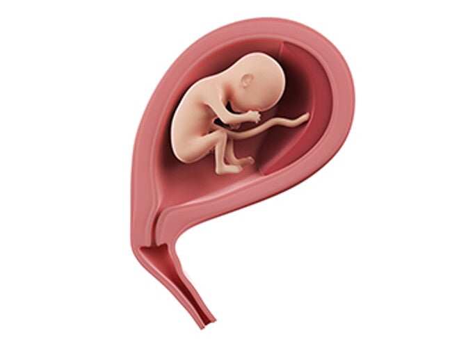 שבוע 19 להריון