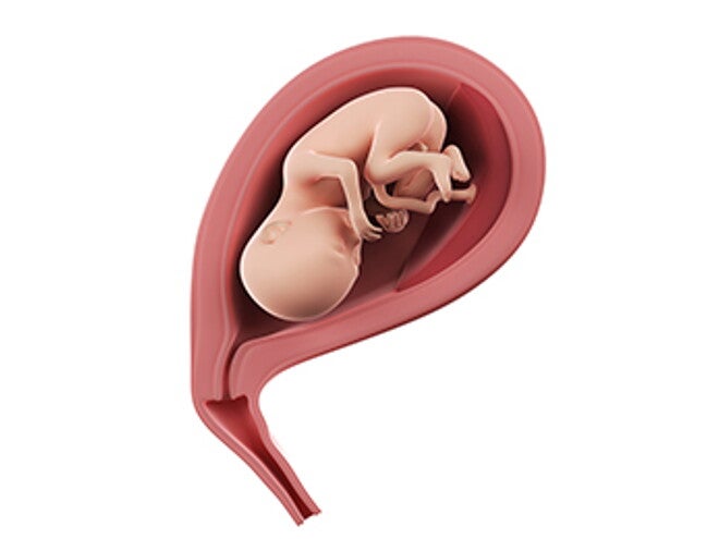 שבוע 20 להריון