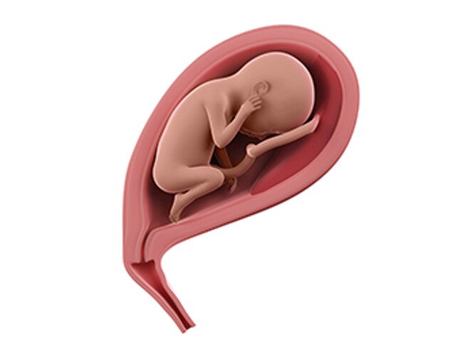 שבוע 23 להריון