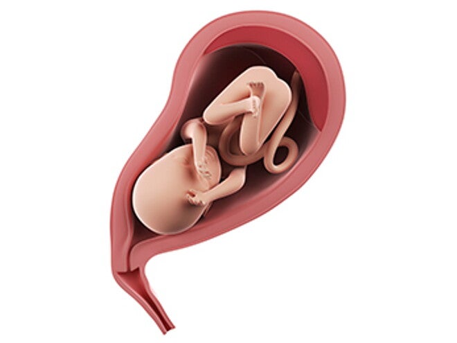 שבוע 26 להריון