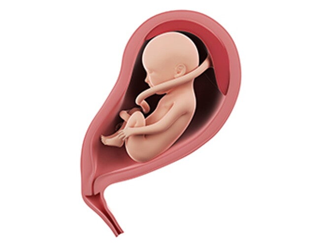 שבוע 27 להריון