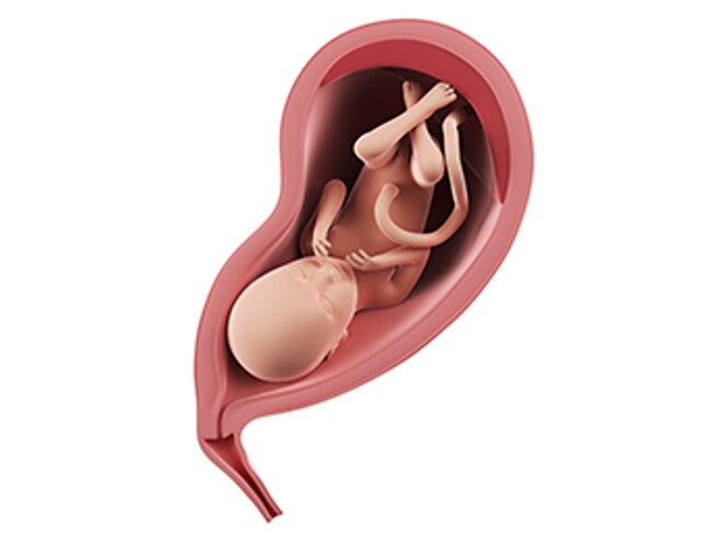 שבוע 29 להריון