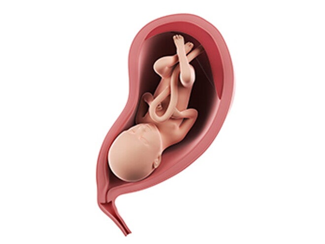 שבוע 30 להריון