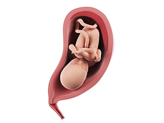 שבוע 32 להריון