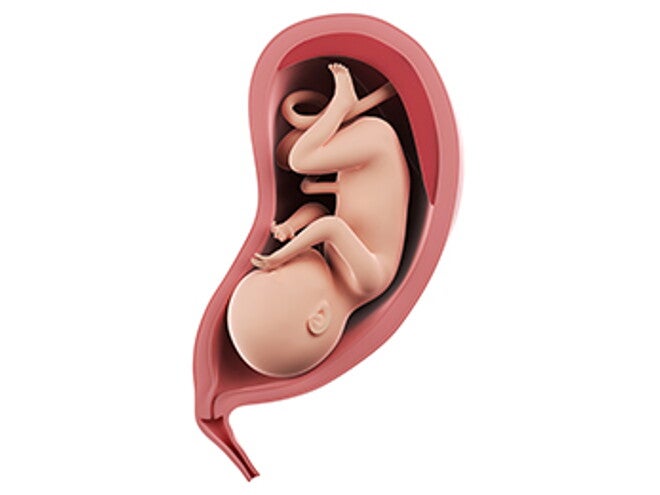 שבוע 33 להריון