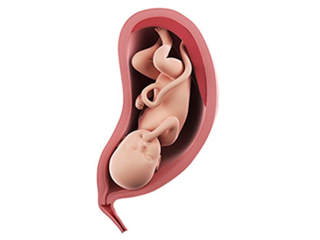 שבוע 35 להריון