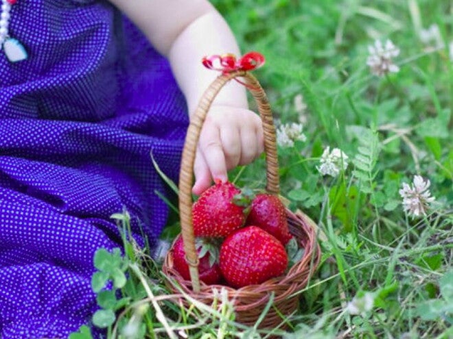 סלסלת פירות מוחזקת על ידי פעוטה בפיקניק