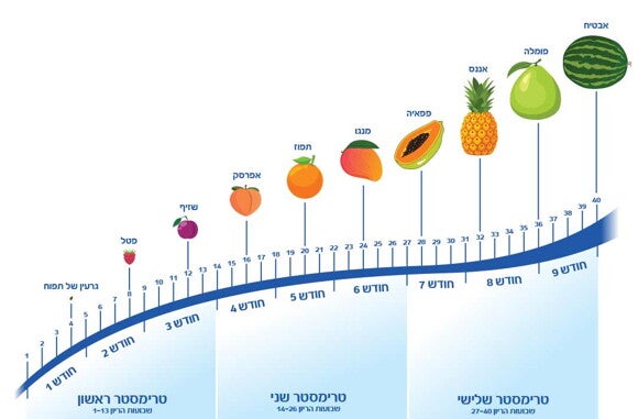 שבועות הריון וטרימסטרים כפי שבאים לידי ביטוי בגדלי פירות שונים